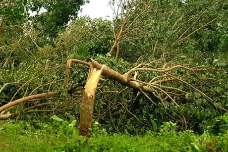 Vỡ tan giấc mộng ‘vàng trắng’