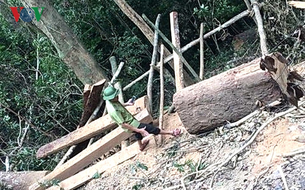 Vụ phá rừng lim ở Quảng Bình: Cách chức Trạm trưởng trạm bảo vệ rừng Vụ phá rừng lim ở Quảng Bình: Cách chức Trạm trưởng trạm bảo vệ rừng