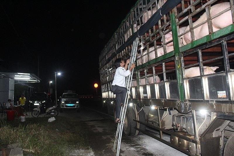 Xuất hiện dịch tả heo châu Phi tại Hải Lăng, Quảng T