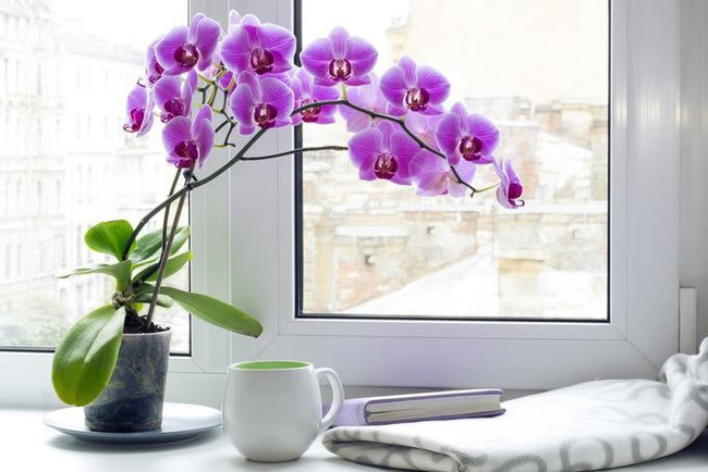 9 loại cây trong nhà xua tan nồm ẩm khó chịu mà các gia đình nên biết 9 loại cây trong nhà xua tan nồm ẩm khó chịu mà các gia đình nên biết