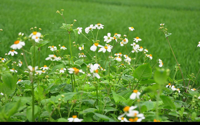 Thứ rau dại mọc nhiều ở VN: Cực tốt cho bệnh tiểu đường, FAO khuyến khích trồng làm rau ăn - Ảnh 1. Ảnh minh họa.