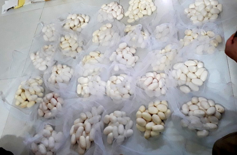 lang-nuoi-ran-vinh-son-2-19 Mấy năm gần đây người dân làng Vĩnh Sơn trúng đậm nhờ nuôi rắn sinh sản bán trứng cho Trung Quốc với giá cao