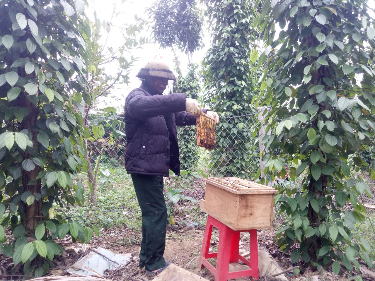 Nông dân Bố Trạch phát triển nghề nuôi ong lấy mật Nông dân Bố Trạch phát triển nghề nuôi ong lấy mật