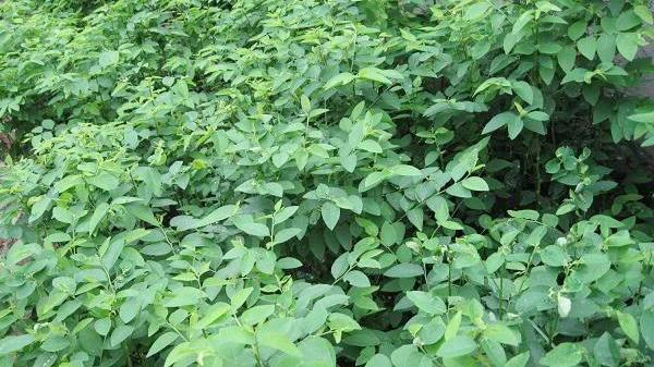 Những loại rau đắt hơn thịt nhưng vẫn được nhiều người săn tìm