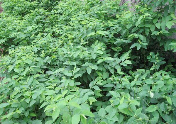 Rau ngót rừng và hoa của nó đều rất ngon. Ảnh: caygiong.