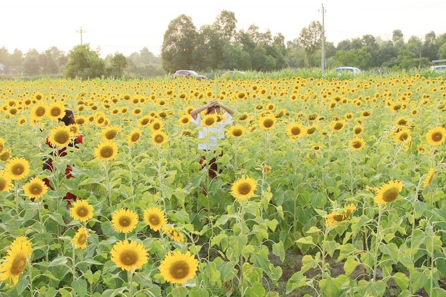 Cánh đồng hoa hướng dương nở trái mùa tuyệt đẹp tại Quảng Bình