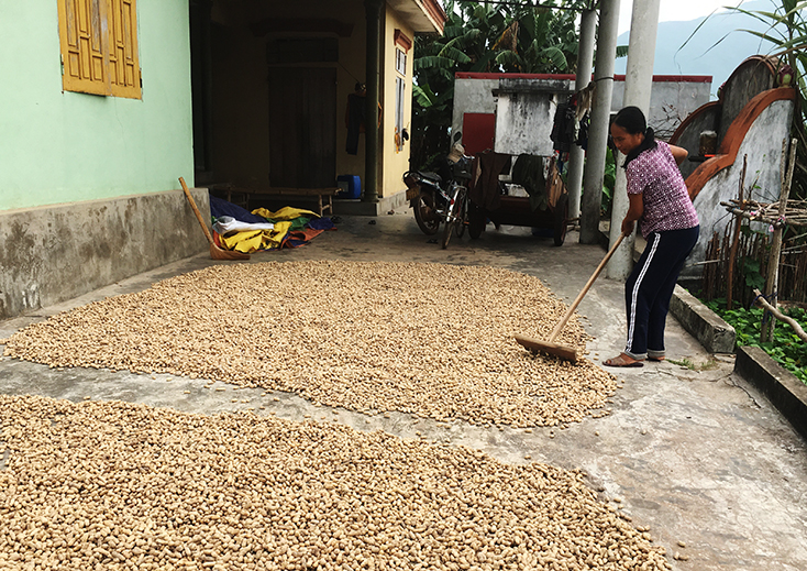 Chuyển đổi diện tích đất lúa kém hiệu quả sang trồng lạc ở Quảng Kim: Hướng đi phù hợp