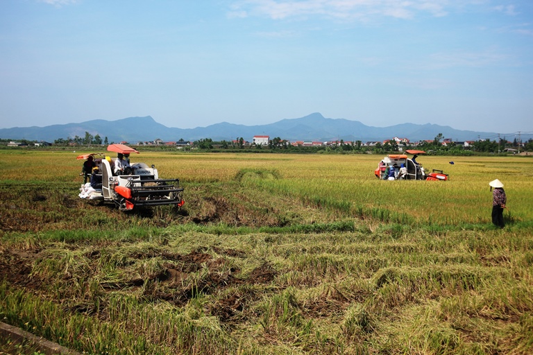 Huyện Lệ Thủy: Khẩn trương thu hoạch lúa vụ Đông Xuân và triển khai sản xuất vụ Hè Thu 2019 Huyện Lệ Thủy: Khẩn trương thu hoạch lúa vụ Đông Xuân và triển khai sản xuất vụ Hè Thu 2019