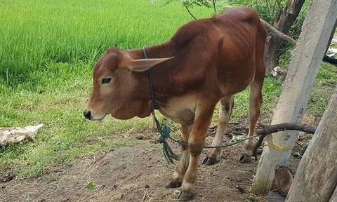 Một thanh niên bị khởi tố vì trộm bò Một thanh niên bị khởi tố vì trộm bò