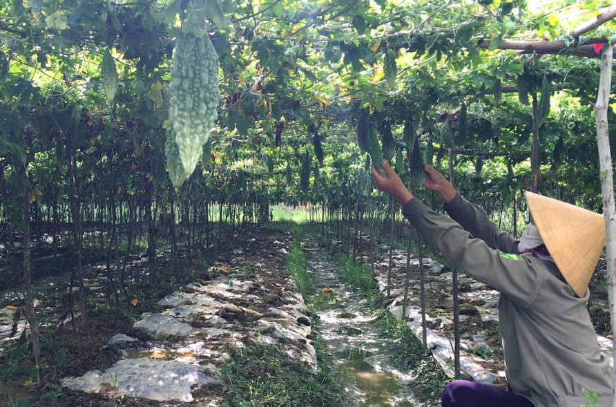 Thu hàng chục triệu đồng từ trồng cây mướp đắng sạch ở Hiền Ninh