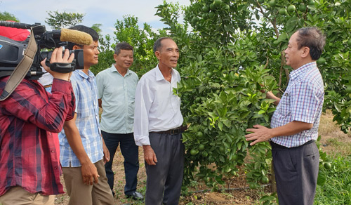 Biến đất đồi Trung Bộ thành “mỏ vàng” với chanh leo, cây dược liệu Biến đất đồi Trung Bộ thành “mỏ vàng” với chanh leo, cây dược liệu