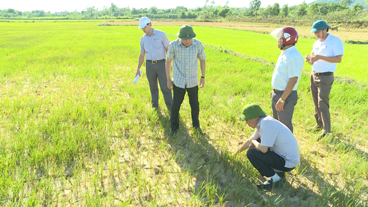 Bố Trạch: Nỗ lực khắc phục tình trạng khô hạn