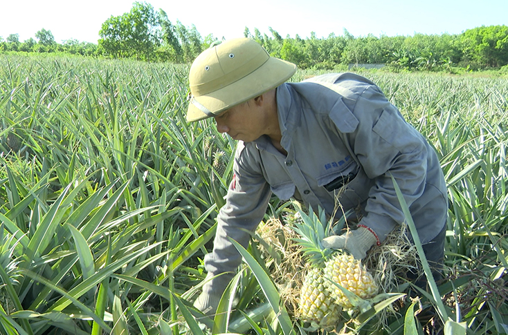 Bố Trạch: Triển vọng mô hình trồng dứa nguyên liệu trên vùng gò đồi