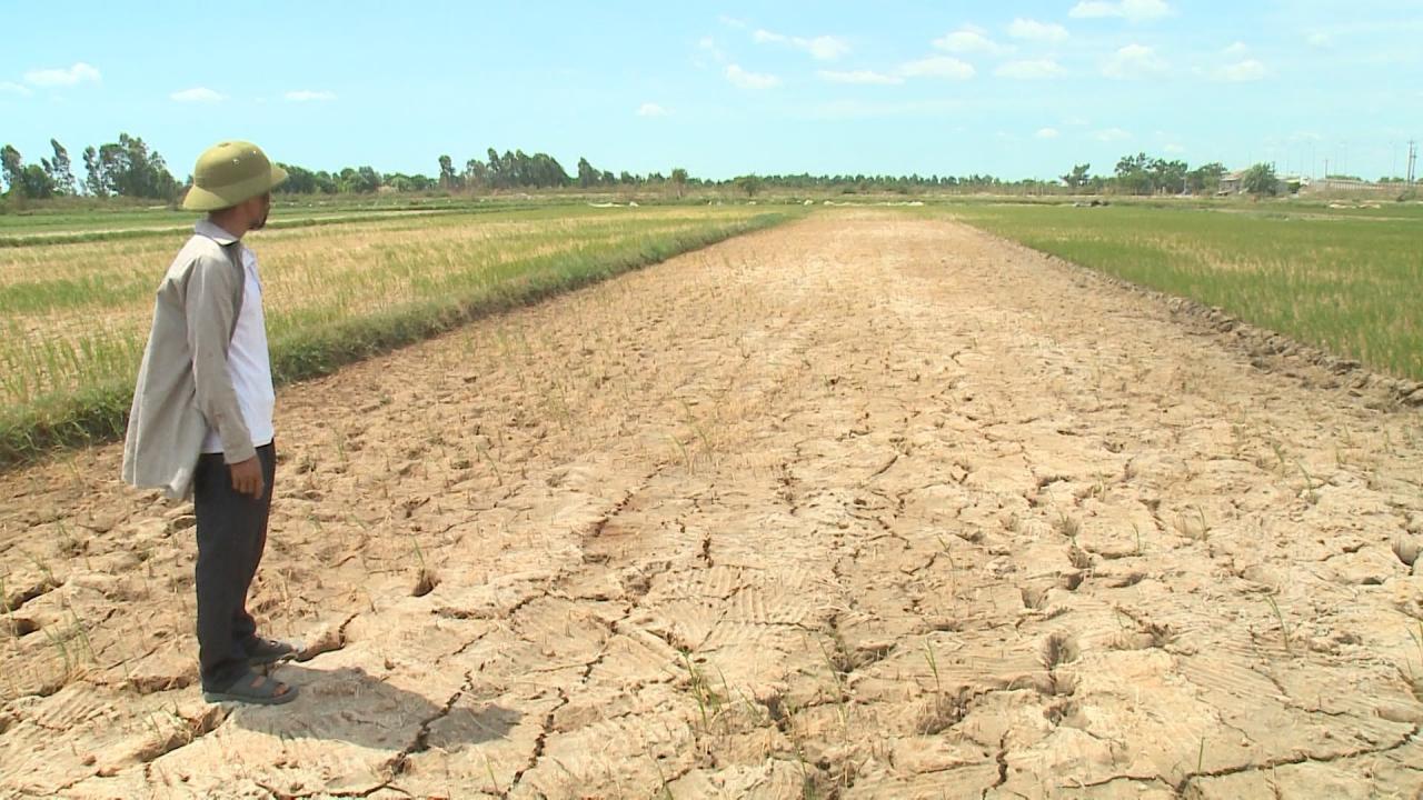 Đồng Hới: Hơn 90% diện tích lúa Hè thu thiếu nước sản xuất