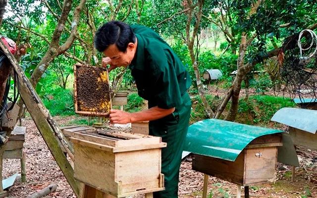 Nuôi ong lấy mật ở huyện miền núi Tuyên Hóa Nuôi ong lấy mật ở huyện miền núi Tuyên Hóa
