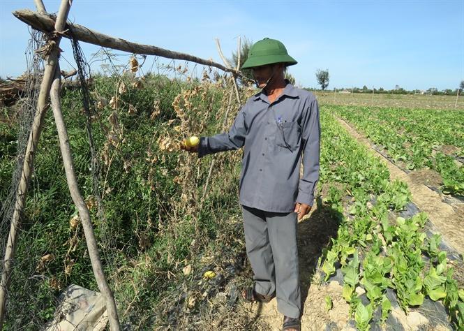 Quảng Bình: Ruộng khô, người khát Quảng Bình: Ruộng khô, người khát