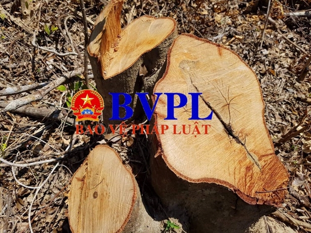 Vụ rừng phòng hộ bị lâm tặc ngang nhiên Vụ rừng phòng hộ bị lâm tặc ngang nhiên