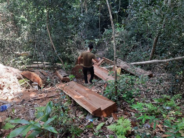 Quảng Bình: Lâm tặc phá rừng, kiểm lâm phải thuê hàng chục người cõng gỗ về xử lý Quảng Bình: Lâm tặc phá rừng, kiểm lâm phải thuê hàng chục người cõng gỗ về xử lý
