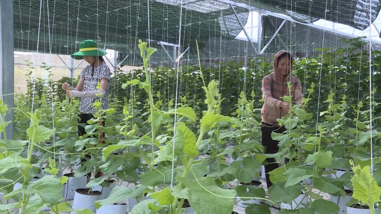 Quảng Trạch khuyến khích ứng dụng công nghệ cao vào sản xuất Quảng Trạch khuyến khích ứng dụng công nghệ cao vào sản xuất