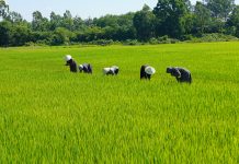 Phủ xanh ruộng hoang, gây quỹ yêu thương Nhờ bàn tay khéo léo và sự sáng tạo của các chi hội PN ở Bố Trạch, ruộng hoang đã biến thành đồng xanh.