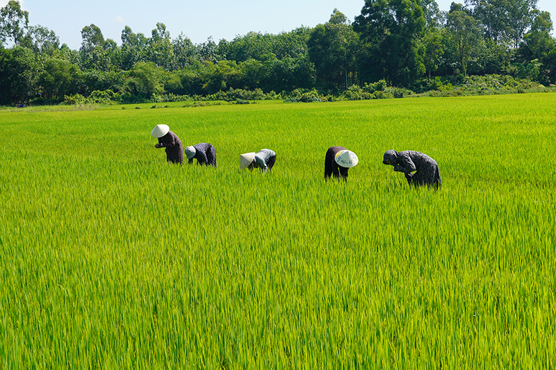 Nhờ bàn tay khéo léo và sự sáng tạo của các chi hội PN ở Bố Trạch, ruộng hoang đã biến thành đồng xanh.
