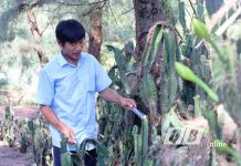 Xương rồng ngon nhất là lúc được cắt vào buổi sáng, lúc còn đọng sương.