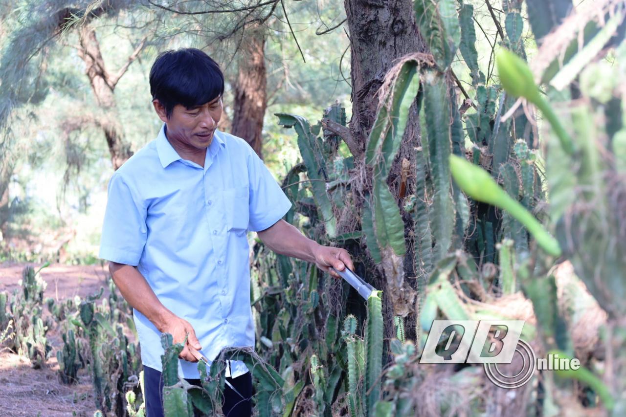 Xương rồng ngon nhất là lúc được cắt vào buổi sáng, lúc còn đọng sương.