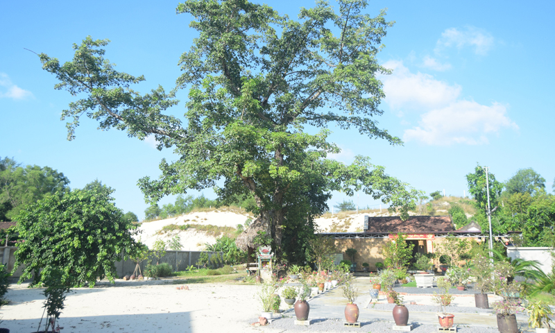 Khuôn viên chùa Cảnh Tiên hiện tại.