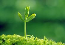 Ảnh minh họa. Nguồn: Internet