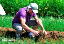Du khách quốc tế cũng xắn tay vào trải nghiệm cảm giác được là nông dân ở làng rau Trà Quế. (Ảnh: Mai Mai/Vietnam+)