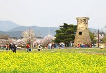 Lễ hội hoa Anh đào tại Gyeongju. Ảnh: KTO