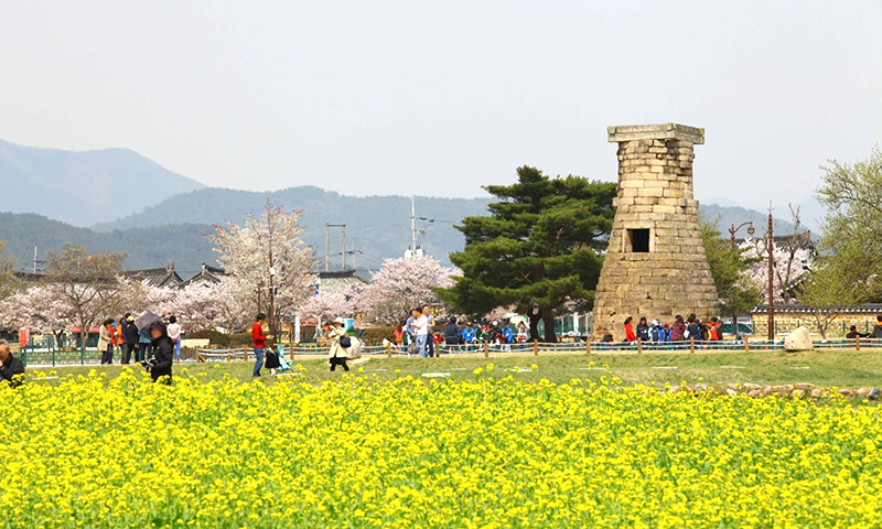 Lễ hội hoa Anh đào tại Gyeongju. Ảnh: KTO