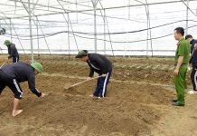 Nâng cao hiệu quả cai nghiện ma túy Các học viên Cơ sở Cai nghiện ma túy tham gia hoạt động lao động sản xuất.