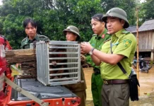 Thả 2 cá thể khỉ quý hiếm về môi trường tự nhiên