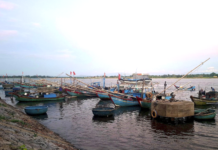 Ra biển câu mực nhảy, mực nháy