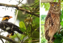 Đakrông: Bẫy ảnh hé lộ 9 loài chim mới, đột phá bảo tồn!